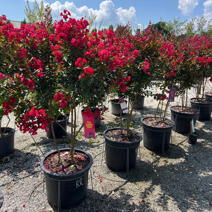 Ruffled Red Magic Crape Myrtle