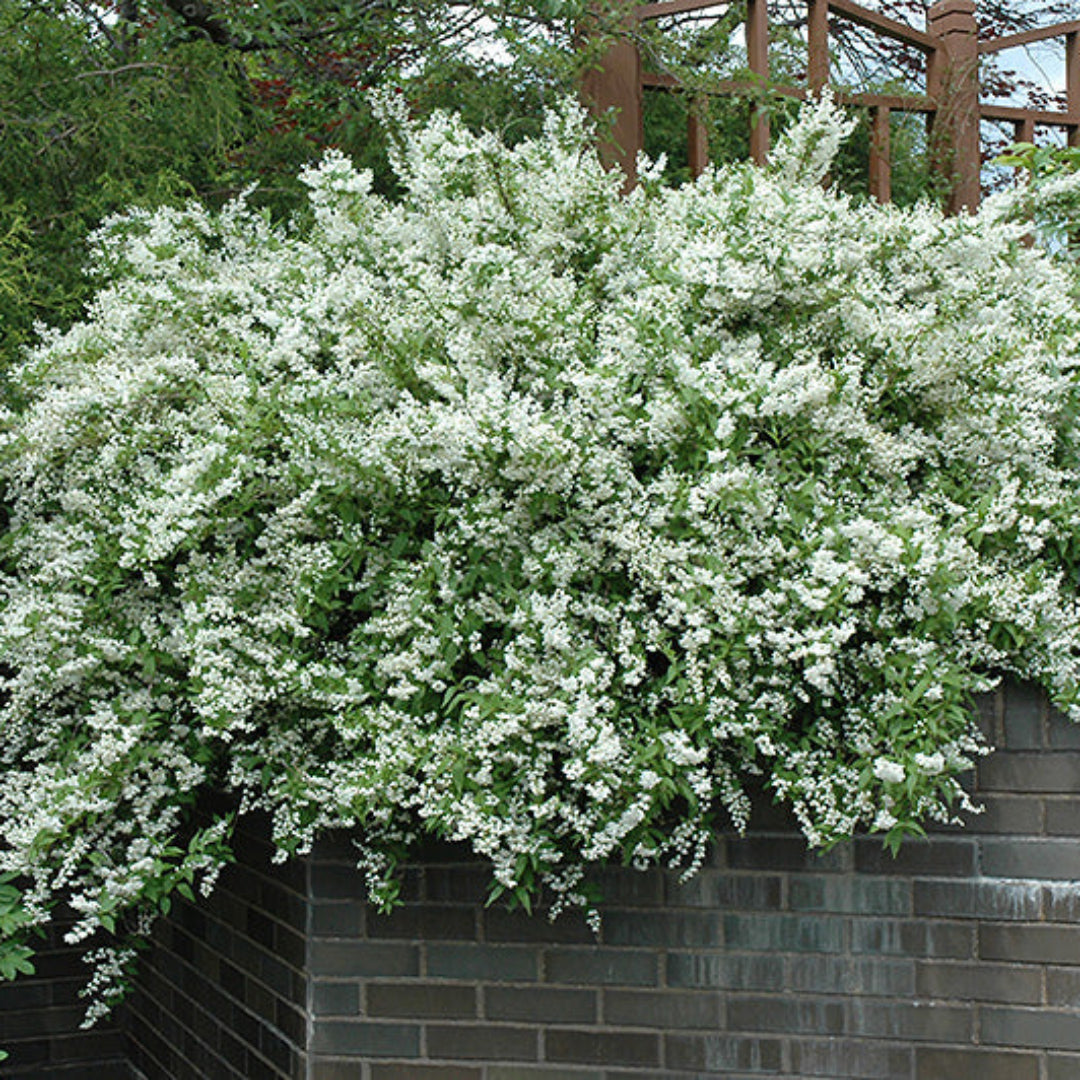 Deutzia Gracilis Slender