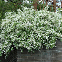 Slender deutzia plant blooming with fragrant white flower clusters