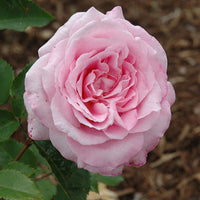 Belinda’s Dream Rose