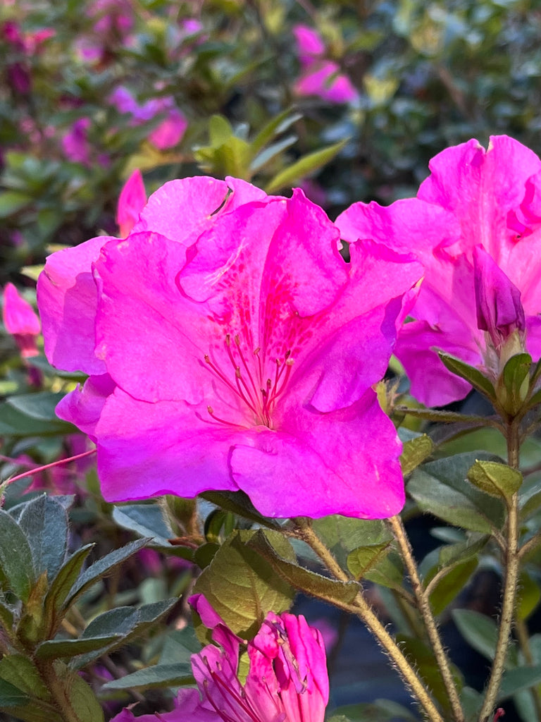 Autumn Royalty Encore Azalea