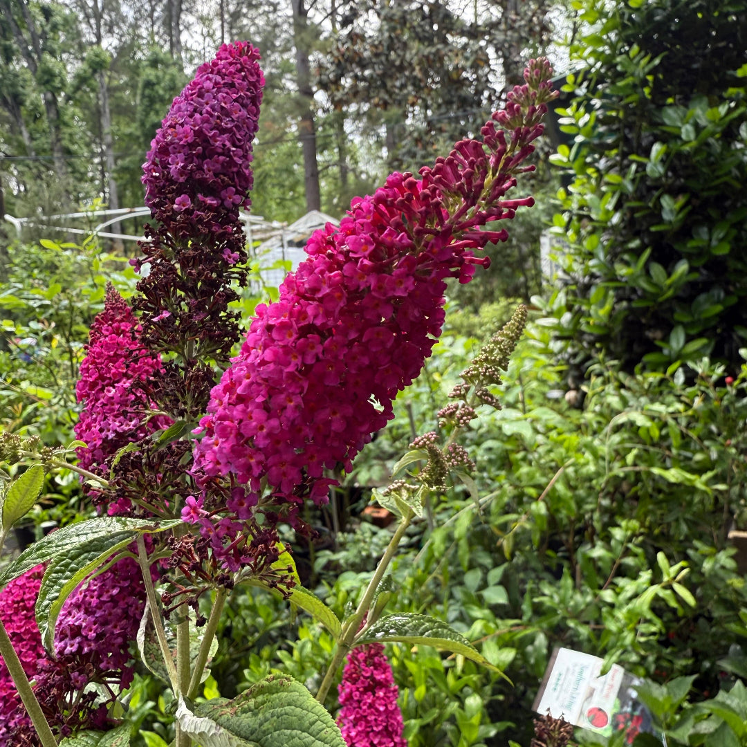 Miss Molly Butterfly Bush