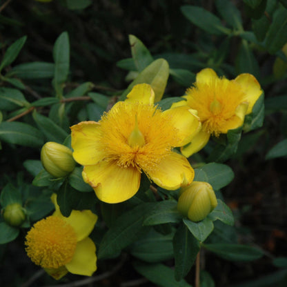 Hypericum &