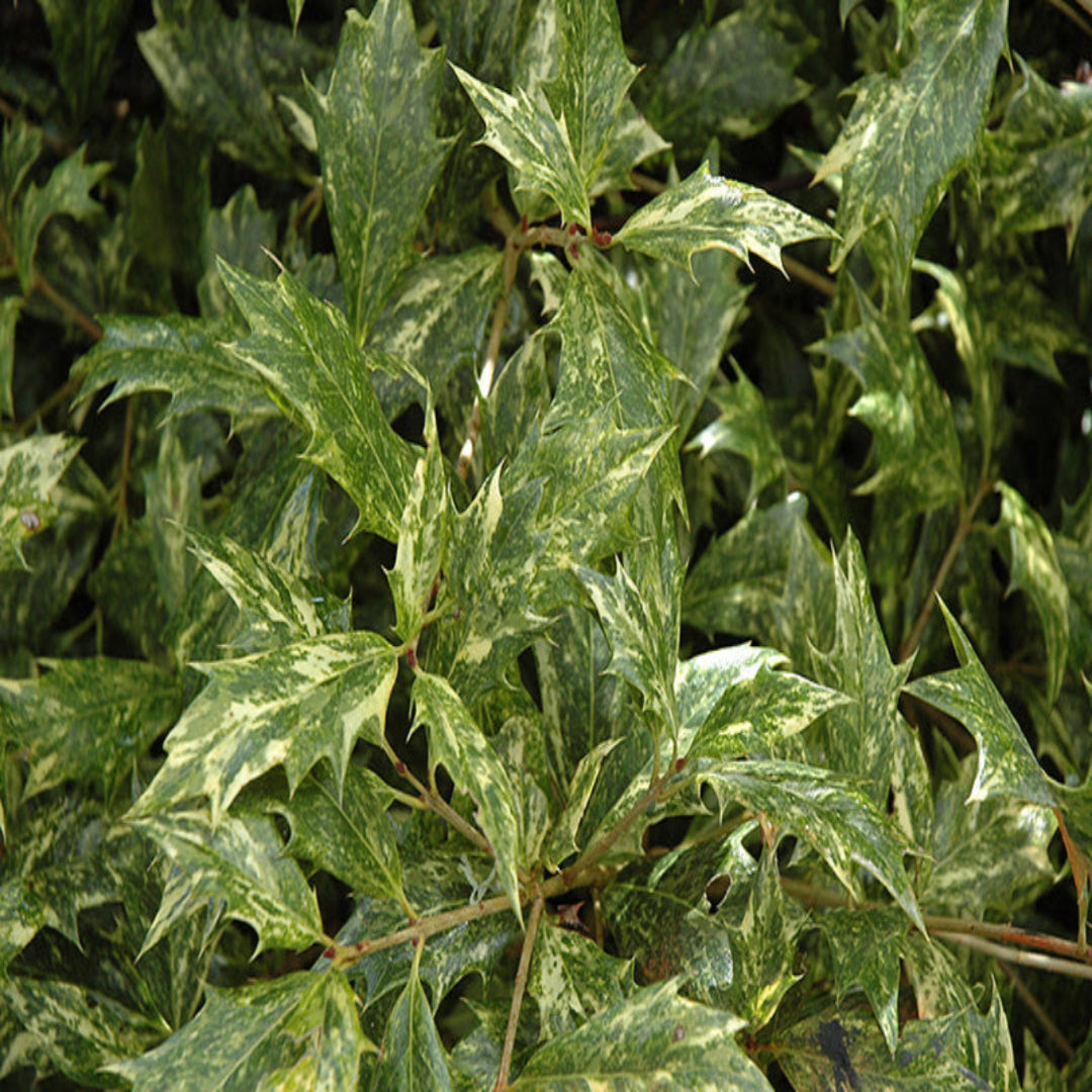 Variegated False Holly