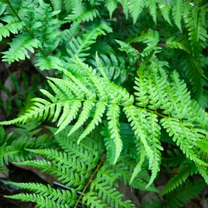 Dryopteris Ludoviciana Southern Shield Fern - [CG]
