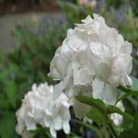 Summer landscape featuring Sister Theresa Hydrangea