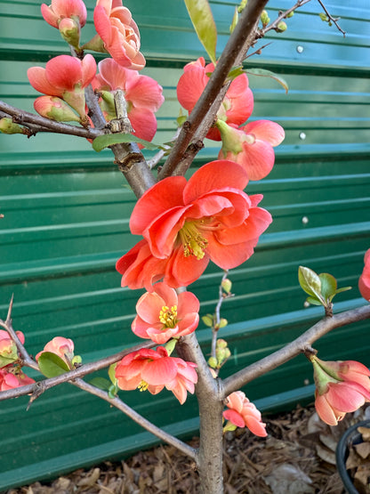 Chojuraku Flowering Quince