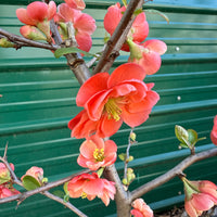 Chojuraku Flowering Quince