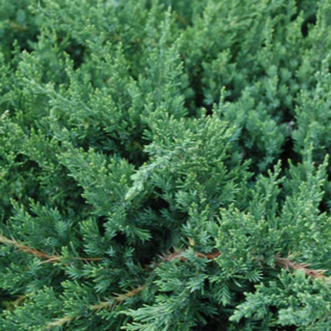 Juniperus horizontalis &