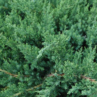 Closeup of Parsoni Juniper leaves and foliage