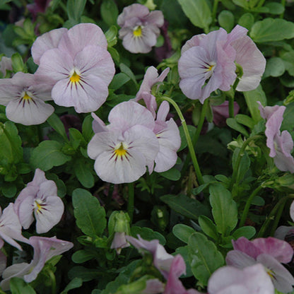 Viola Sorbet® Lilac Ice