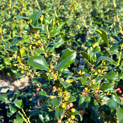 China Girl Ilex