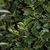 Oakland Holly