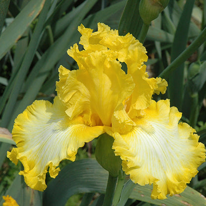 Iris germanica &