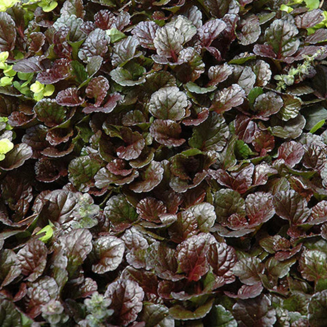 Evergreen Ajuga Black Scallop leaves