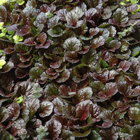 Evergreen Ajuga Black Scallop leaves