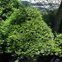 Compacta Japanese Holly Shrub