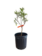 Bonsai Pomegranate (Live Plant)