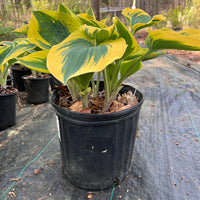 Hosta 'First Frost'