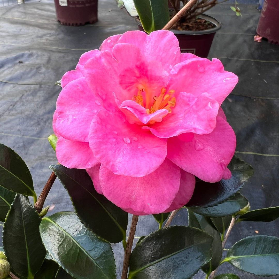 Shishi Gashira Dwarf Camellia Sasanqua