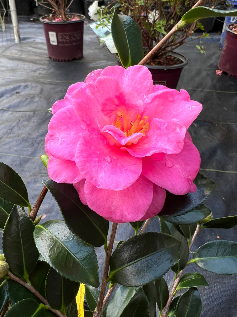 Shishi Gashira Dwarf Camellia Sasanqua