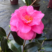 Blooming Shishi Gashira camellia plant for garden landscape