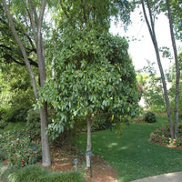 Luster Leaf Holly