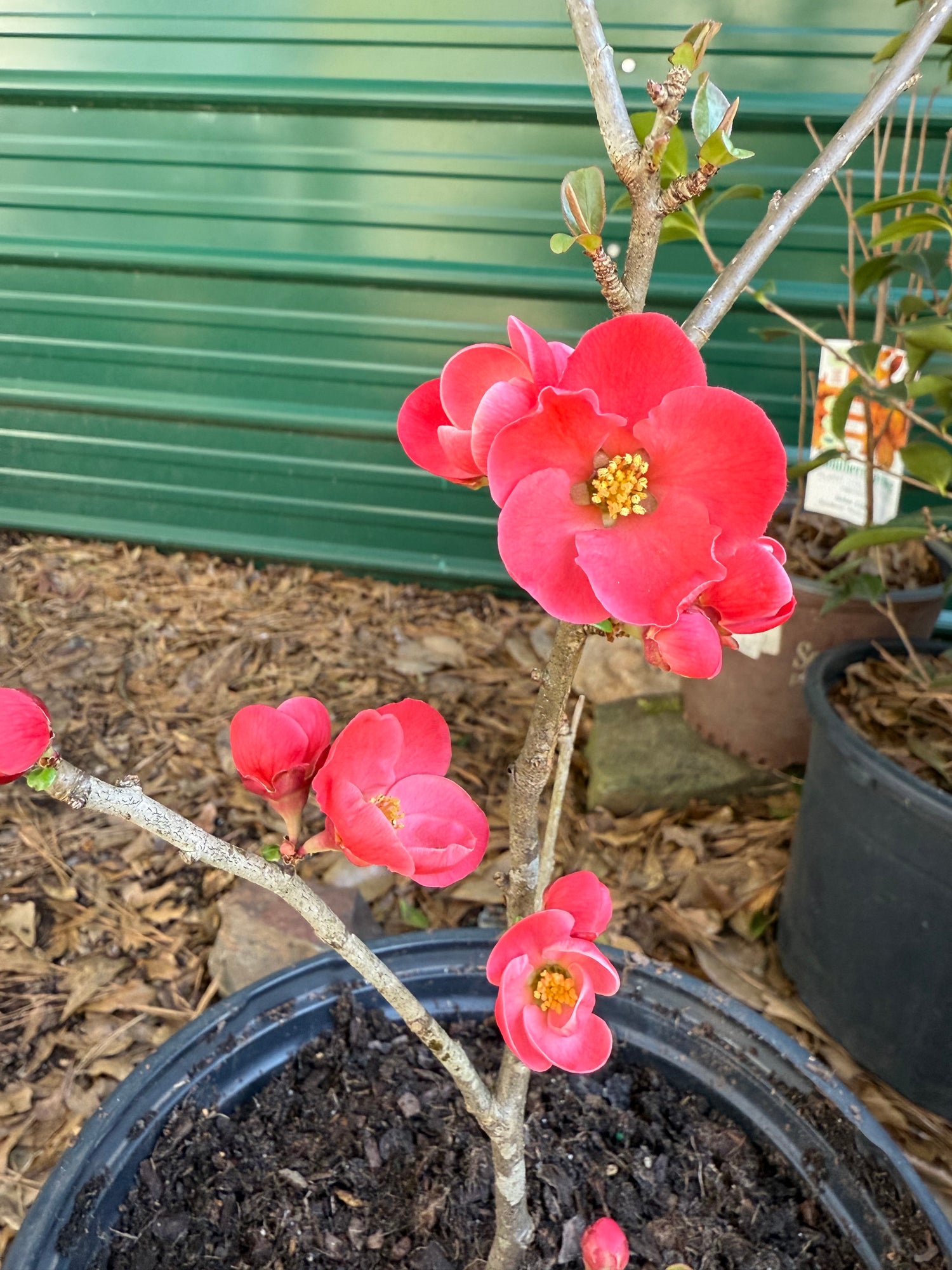 Spitfire Flowering Quince