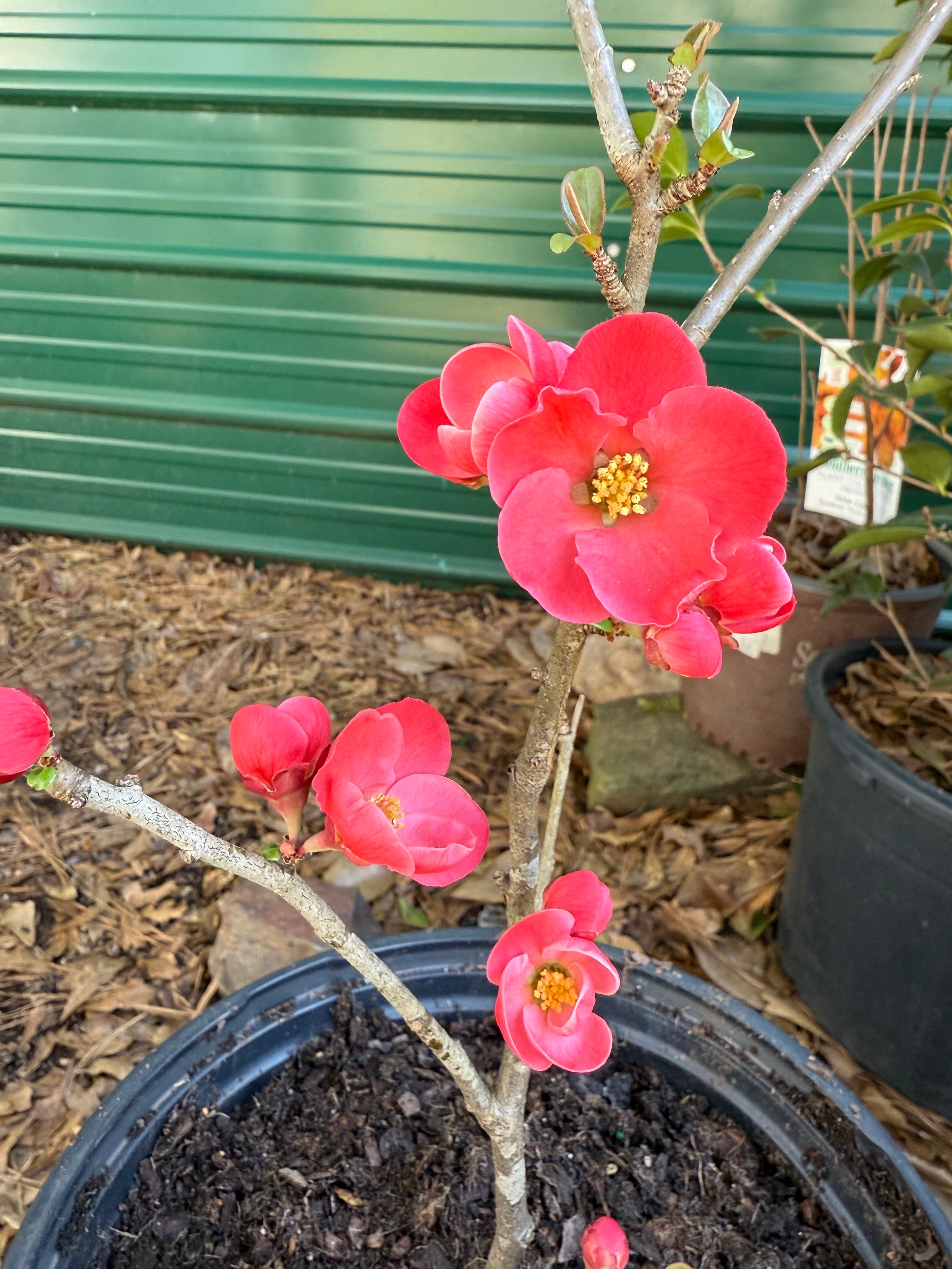 Spitfire Flowering Quince