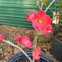 Close-up of red flowers on Spitfire Flowering Quince plant