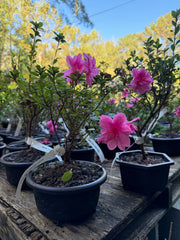 Bonsai Empress encore Azalea (Live Plant)