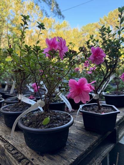 Bonsai Empress encore Azalea (Live Plant)