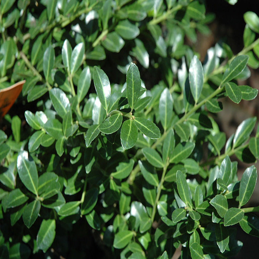 Green Luster Holly