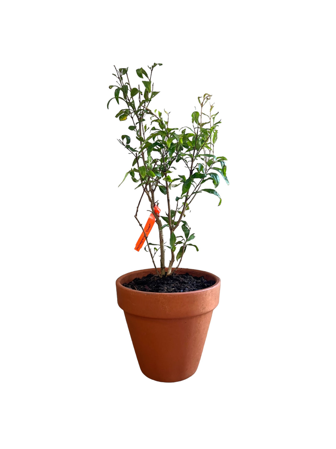 Bonsai Pomegranate (Live Plant)