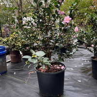 Pink Snow camellia evergreen landscape shrub