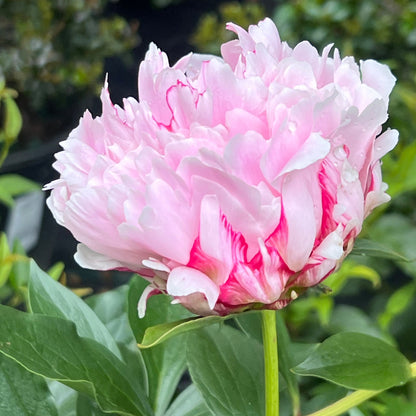 Peony Sarah Bernhardt
