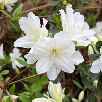 Delaware Valley White azalea shrub with white blooms