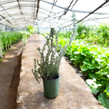 Rosmarinus officinalis &
