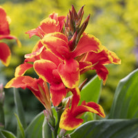 Canna 'Tenerife' Canna Lily. Yellow Blooms with Red Flecks, Medium Green Foliage