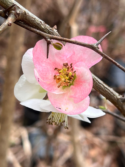 Toyo-Nishiki Flowering Quince