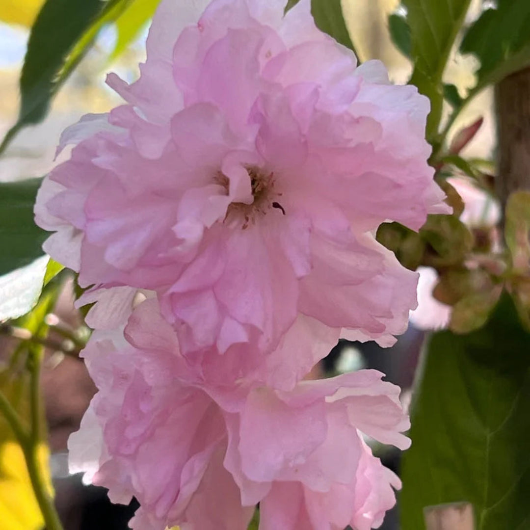 Kwanzan Cherry Tree in full pink bloom with soft layered blossoms.