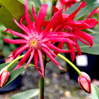 Florida Anise Tree
