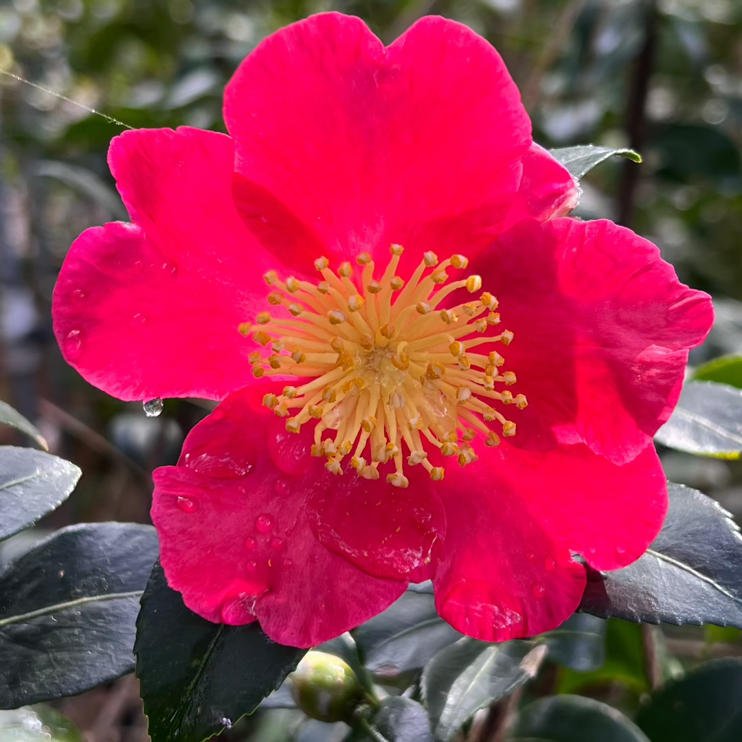 Camellia Yuletide-Brilliant Red Blooms with Yellow Center