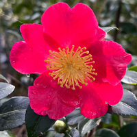 Camellia Yuletide shrub with bright red winter flowers and yellow centers
