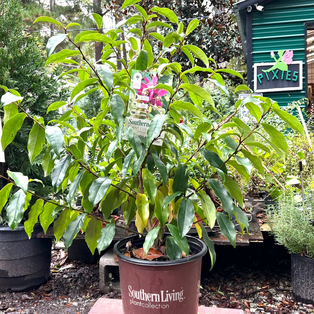 magnolia tree house plant Stellar Ruby Magnolia Tree