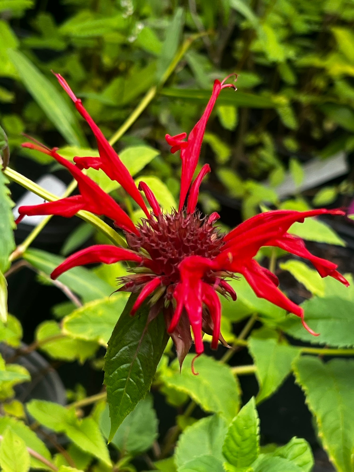 Jacob Cline Bee Balm- Drop-Dead Gorgeous Red Blooms