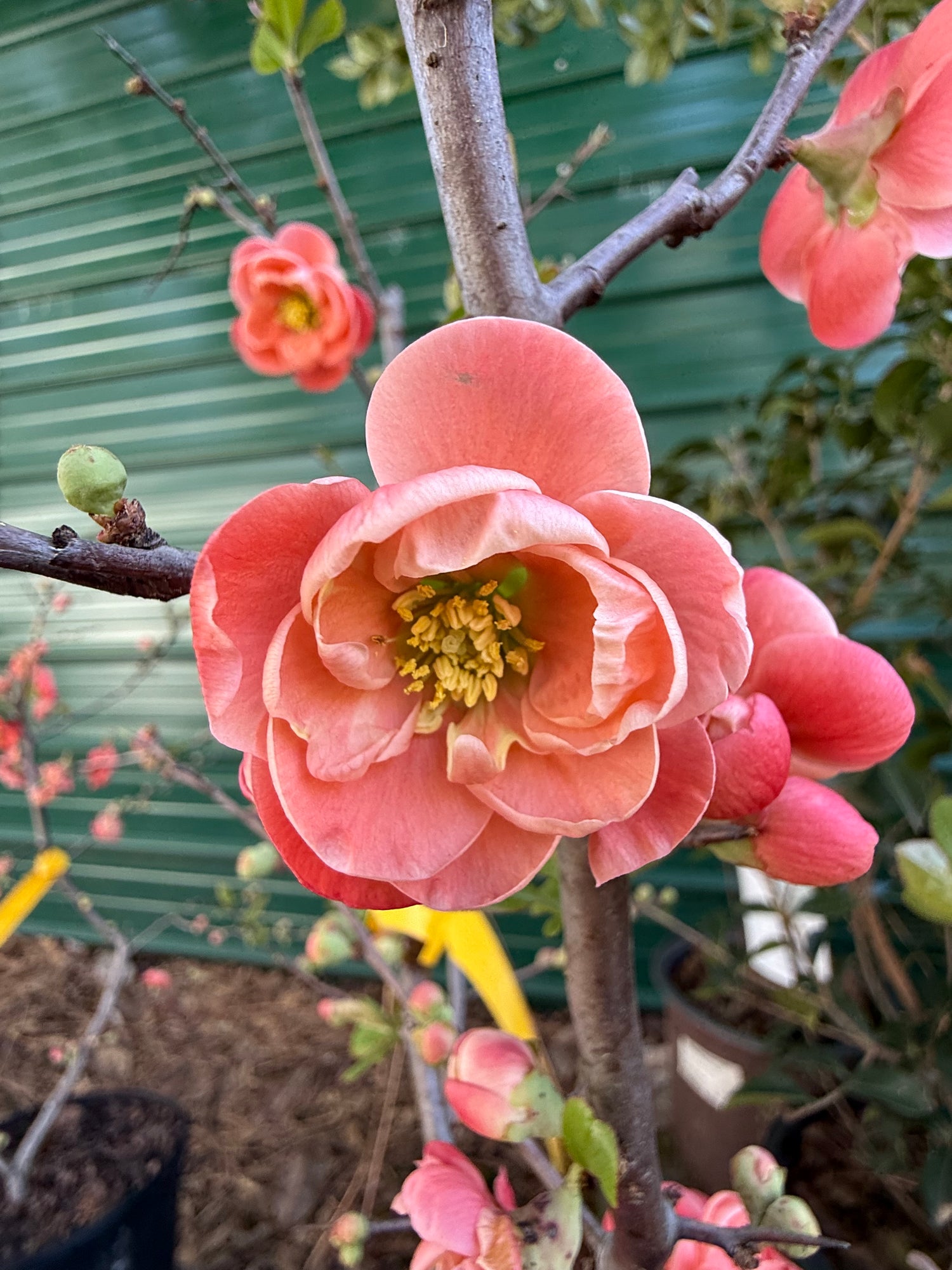 Chojuraku Flowering Quince