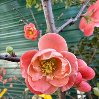 Chojuraku Flowering Quince
