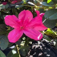 Purple blooming Encore Azalea shrub for front yard landscaping