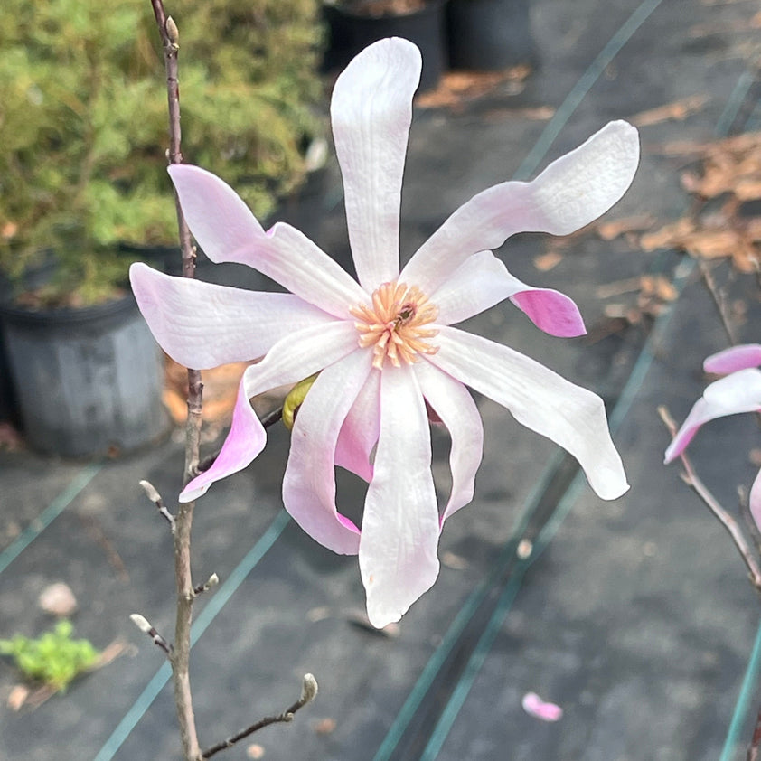 Buy Leonard Messel Magnolia Plants & Trees Online | Pixies Gardens